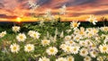 Flowers on wild field at sunset  dramatic clouds on sky summer  background template banner copy space Royalty Free Stock Photo