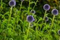 Flowers in a wild garden