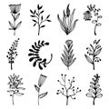 Flowers, wild herbs vector set. Hand drawn illustrations isolated on white background. Plants with leaves, branches Royalty Free Stock Photo