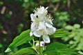 Flowers of wild jasmine 17