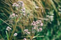 White and pink flowers of the Andes on the Inca Trail. Royalty Free Stock Photo