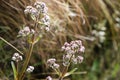 White and pink wild flowers of the Andes on the Inca Trail. Royalty Free Stock Photo