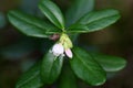 Flowers of a wild lingonberry