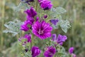 Flowers of a wild mallow in a field, also called Malva sylvestris, Rosspappel or Wilde Malve