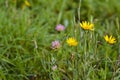 Flowers on a wild meadow in central Europe Royalty Free Stock Photo