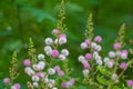 Flowers of Mimosa armata Species Royalty Free Stock Photo