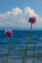 Flowers of wild onions