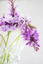 Orchid flowers in a crystal vase Royalty Free Stock Photo