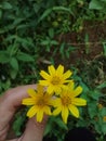 Flowers from wild plants are very unique and beautiful