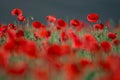 Flowers Wild Red poppies blossom on field. Beautiful field red poppies with selective focus. Red poppies in soft light. Opium pop Royalty Free Stock Photo