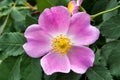 The Flowers Of Wild Rose Medicinal. Blooming Wild Rose Bush.