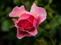 The Flowers Of Wild Rose Medicinal. Blooming Wild Rose Bush. Rose hip flowers close-up. Royalty Free Stock Photo