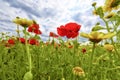 Flowers in a wild summer field