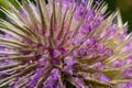 Flowers of wild teasel in autumn, also called Dipsacus fullonum or wilde karde, selected focus, Bokeh Royalty Free Stock Photo