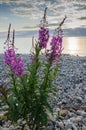 Flowers of Willow-herb Ivan-tea on blurred background Royalty Free Stock Photo