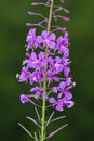 Flowers of Willow-herb (Ivan-tea) on blurred background Royalty Free Stock Photo