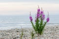 Flowers of Willow-herb Ivan-tea on blurred background Royalty Free Stock Photo