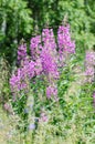 Flowers of Willow-herb Ivan-tea on blurred background Royalty Free Stock Photo