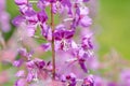 Flowers of Willow-herb Ivan-tea on blurred background Royalty Free Stock Photo