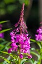 Flowers of Willow-herb Ivan-tea on blurred background Royalty Free Stock Photo