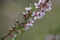Flowers of a willow leaf cherry, Prunus incana Royalty Free Stock Photo