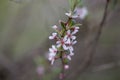 Flowers of a willow leaf cherry, Prunus incana Royalty Free Stock Photo