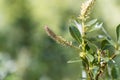 Flowers of the willow tree Salix bicolor Royalty Free Stock Photo