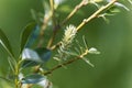 Flowers of the willow tree Salix bicolor Royalty Free Stock Photo
