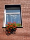 Flowers window Royalty Free Stock Photo