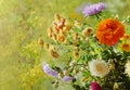 Flowers in the window autumn rain drops as the sun chrysanthemum Royalty Free Stock Photo