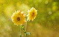 Flowers in the window autumn rain drops as the sun chrysanthemum Royalty Free Stock Photo