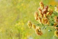 Flowers in the window autumn rain drops as the sun chrysanthemum Royalty Free Stock Photo