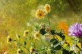 Flowers in the window autumn rain drops as the sun chrysanthemum Royalty Free Stock Photo