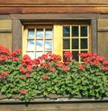 Flowers in the window Royalty Free Stock Photo