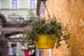 Flowers on the window in old town. Lithuania