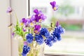 The flowers on the window. Flowers Pansies and Muscari on the windowsill Royalty Free Stock Photo