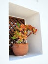 Flowers in Window Pot, Greek Island Royalty Free Stock Photo