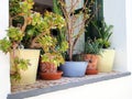 Flowers in Window Pots, Greek Island Royalty Free Stock Photo