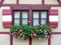 Flowers at windows Royalty Free Stock Photo