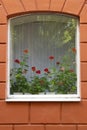 Flowers on the windowsill Royalty Free Stock Photo