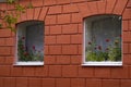 Flowers on the windowsill Royalty Free Stock Photo