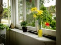 Flowers on Windowsill