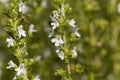 Flowers of Winter savory, Satureja montana