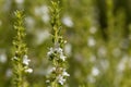 Flowers of Winter savory, Satureja montana