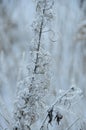 Flowers in winter at sunset