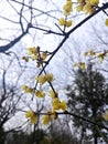 Wintersweet Royalty Free Stock Photo