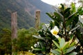 Flowers on Wisdom Path