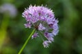 Flowers of a witch garlic (Allium carinatum)