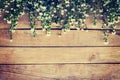 Flowers on wood texture background with copyspace. Royalty Free Stock Photo