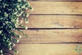 Flowers on wood texture background with copyspace. Royalty Free Stock Photo